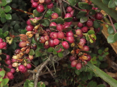 Disterigma alaternoides