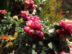 Disterigma alaternoides