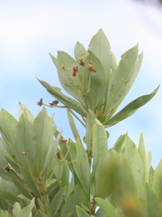 Drimys granadensis