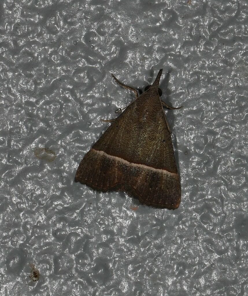 Hypena orthographa