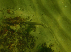 Sillaginodes punctatus