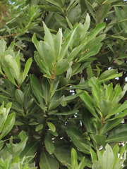 Drimys granadensis
