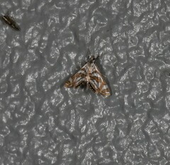 Anydraula pericompsa