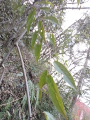 Stachyurus himalaicus