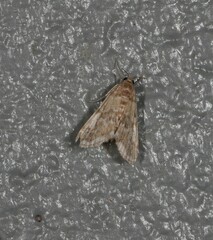 Parapoynx tenebralis