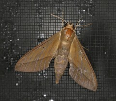 Theretra inornata