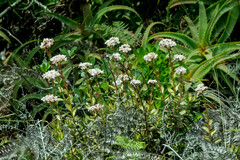 Crassula rubricaulis