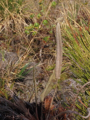 Elaphoglossum engelii