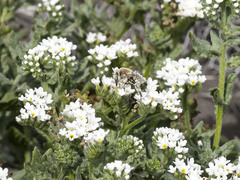 Anthophora pulverosa