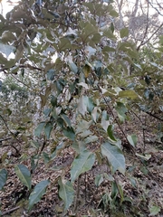 Elaeagnus thunbergii