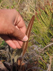 Elaphoglossum engelii