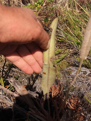 Elaphoglossum engelii