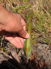 Elaphoglossum engelii