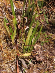 Elaphoglossum minutum