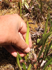 Elaphoglossum minutum
