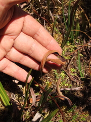 Elaphoglossum minutum