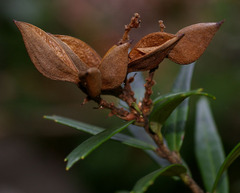 Orites diversifolius