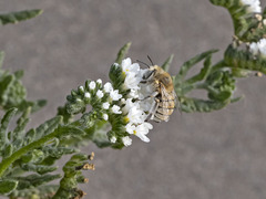 Anthophora pulverosa