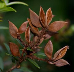 Orites diversifolius