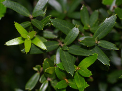 Orites diversifolius