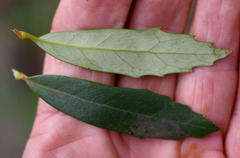 Orites diversifolius
