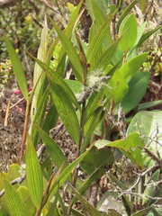 Elleanthus maculatus