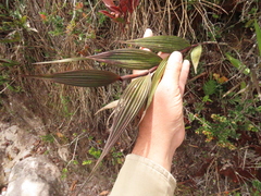 Elleanthus maculatus
