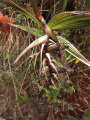 Elleanthus maculatus