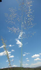 Trichanthecium natalense