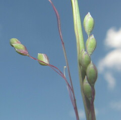 Trichanthecium natalense