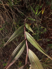 Elleanthus maculatus