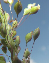 Trichanthecium natalense