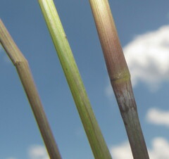 Trichanthecium natalense