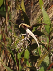 Elleanthus maculatus