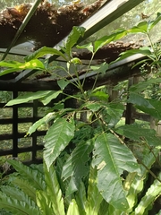 Melicope semecarpifolia