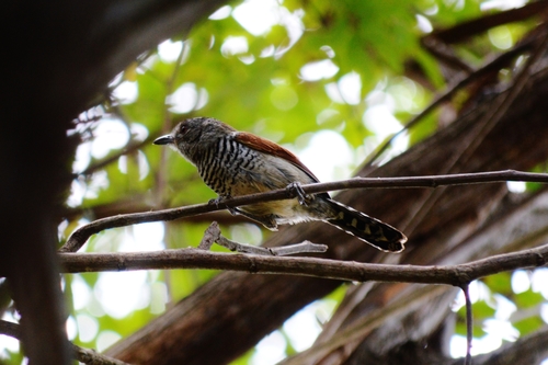Thamnophilus torquatus