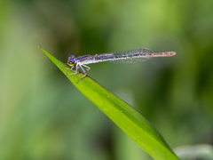 Agriocnemis minima