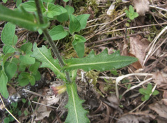 Biscutella laevigata