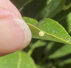 Papilio aegeus aegeus