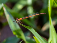 Agriocnemis pieris