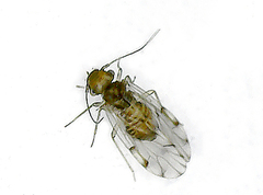 Ectopsocus petersi