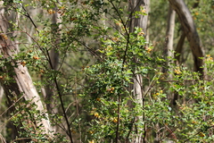 Goodia medicaginea