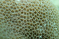 Poritidae