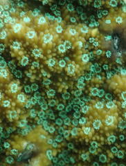 Acroporidae