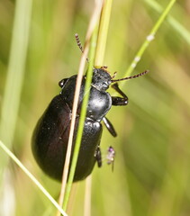 Lepispilus stygianus