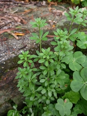 Galium spurium