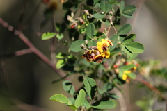 Goodia medicaginea
