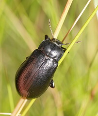 Lepispilus stygianus