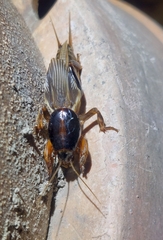 Gryllotalpa australis