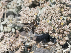 Exhyalanthrax simonae